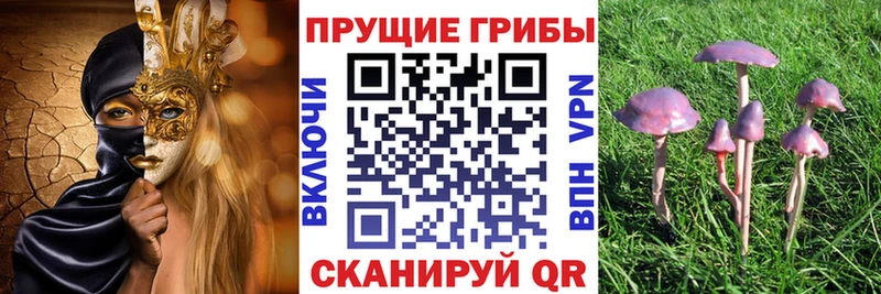 Псилоцибиновые грибы мицелий  Купить  Выборг 